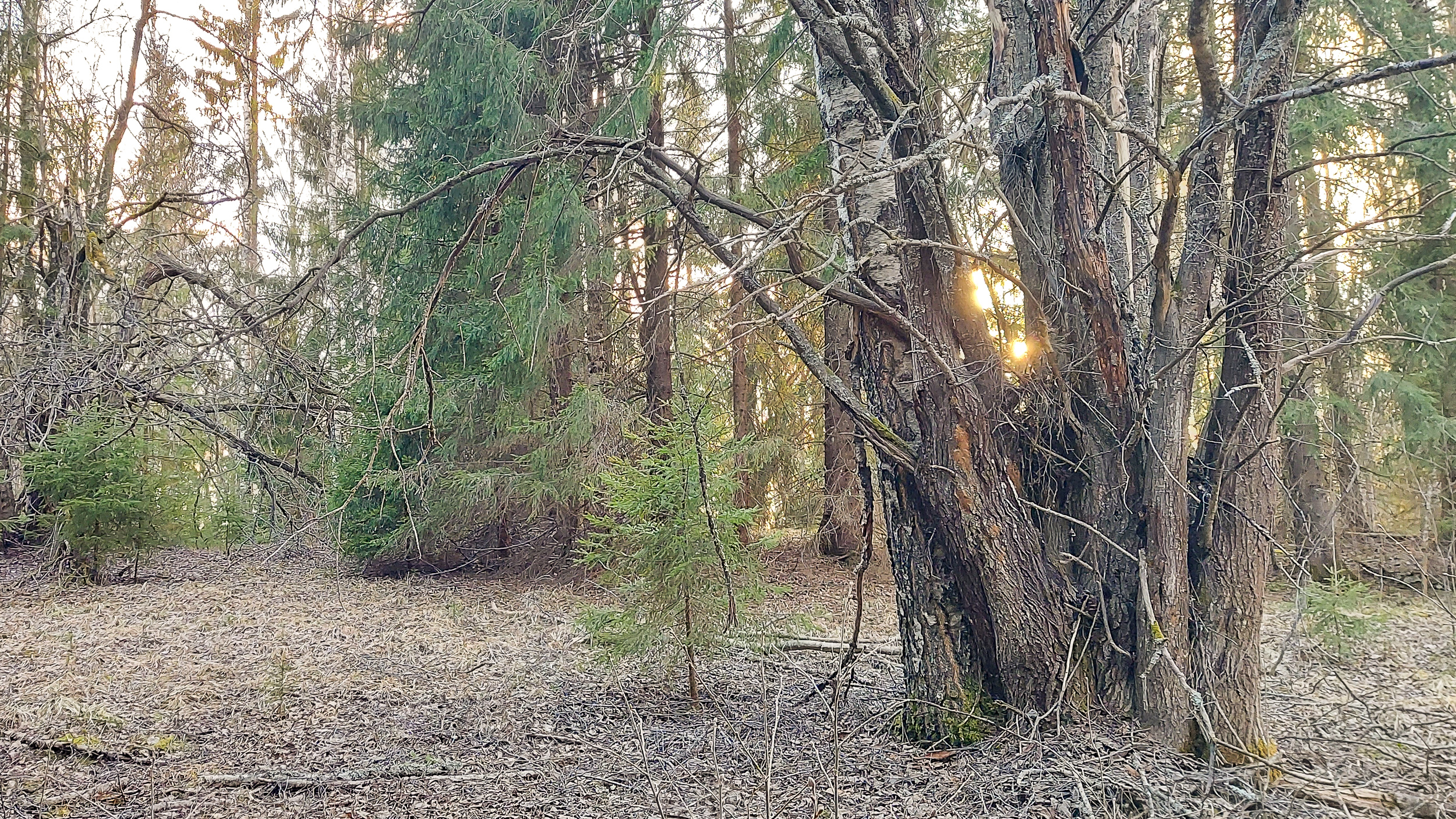 Kimalaismetsän monilajista puustoa ja lahopuuta Kiteellä.