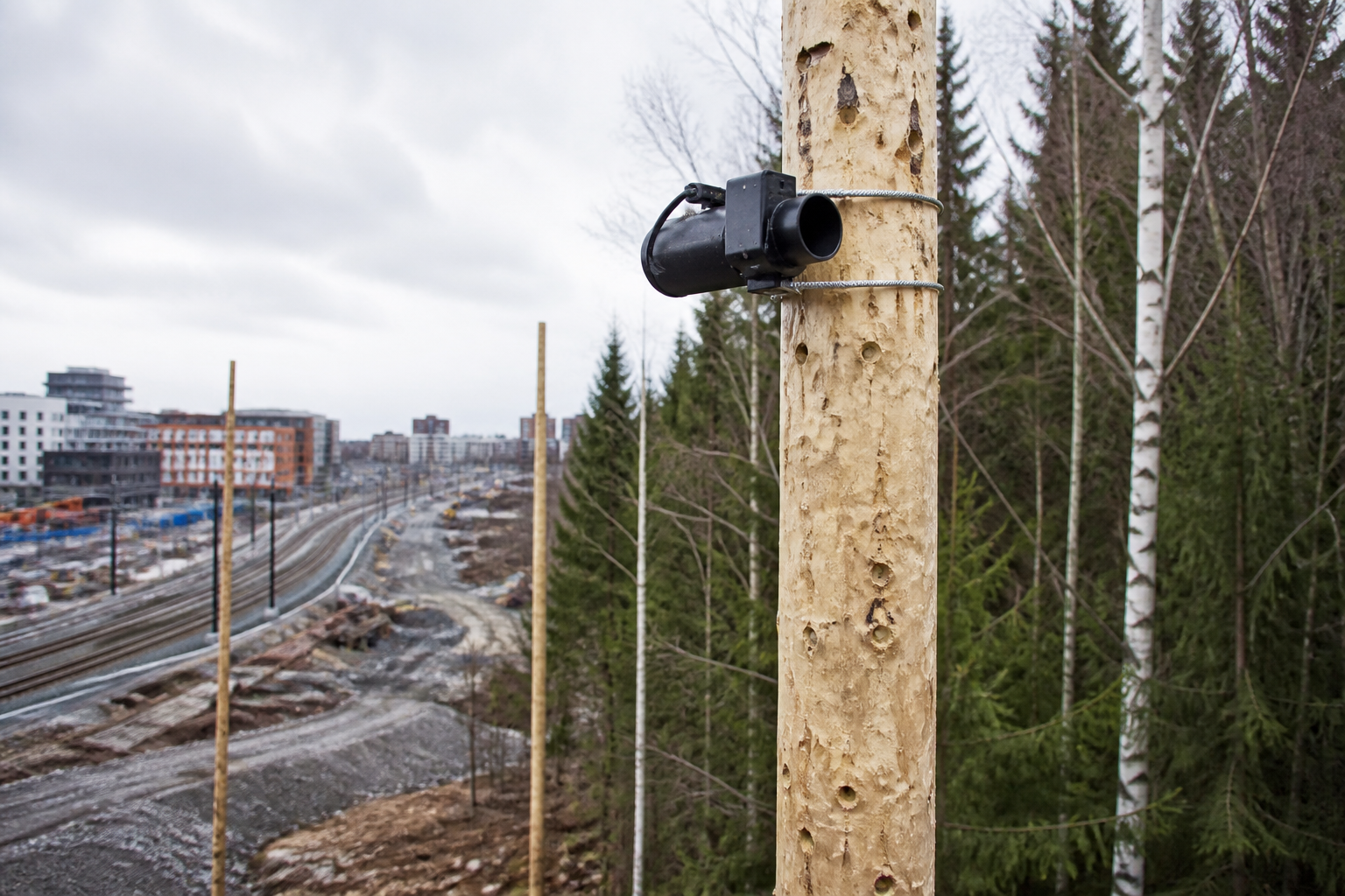 Kuvituskuva karva-ansasta puiseen hyppytolppaan kiinnitettynä metsäisen liikennekäytävän reunalla.