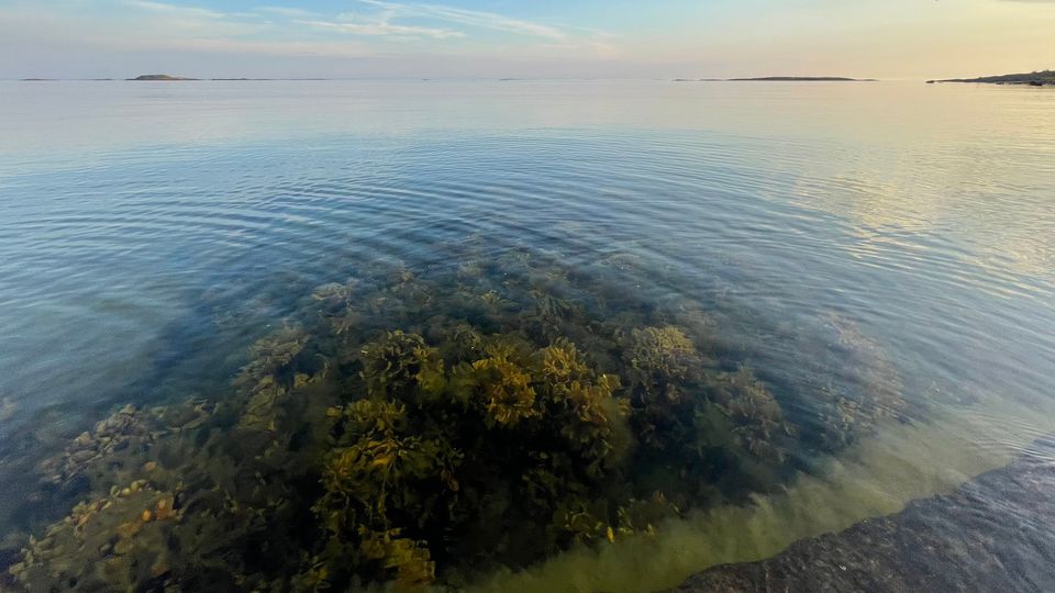 Saaristomeren rantavesi, jonka pinnan alla näkyy rakkohaurua ja muuta vesikasvillisuutta.